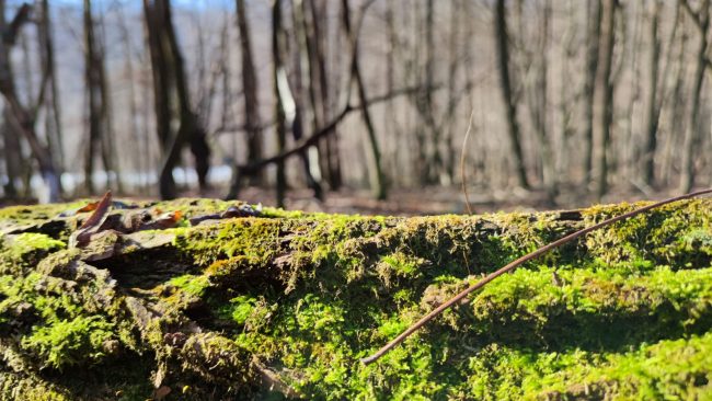 Ritiro di Mindfulness Varese Mustonate