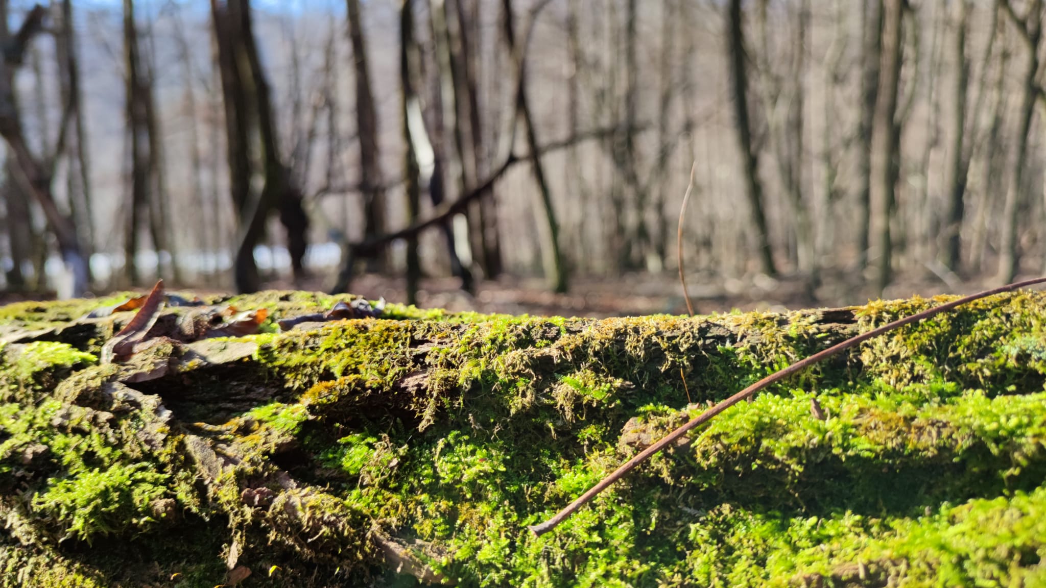 Ritiro di Mindfulness Varese Mustonate